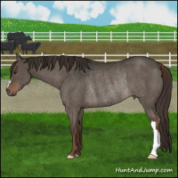Horse Color:Liver Red Dun Rabicano Brindle