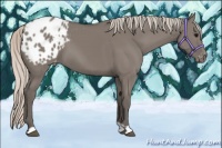 Horse Color:Silver Grullo Appaloosa 