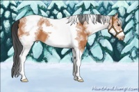 Horse Color:White Spotted Bay Tobiano Frame