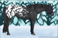 Horse Color:Black Appaloosa