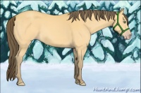 Horse Color:Amber Cream Champagne 