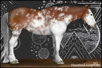 Horse Color:Gray Bay Sabino Splash Rabicano 