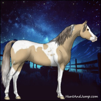 Horse Color:Chocolate Palomino Roan Dun Splash Tobiano 