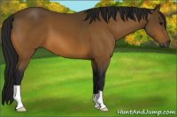 Horse Color:Gray Buckskin