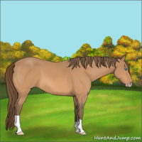 Horse Color:Gray Perlino 