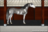 Horse Color:Grullo Splash Rabicano 