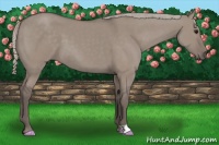 Horse Color:Silver Grullo 