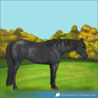 Horse Color:Black Rabicano