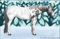 Horse Color:White Spotted Black Appaloosa