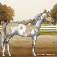 Horse Color:White Spotted Chocolate Palomino Dun Mushroom Brindle