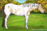 Horse Color:White Spotted Amber Cream Champagne Tobiano Rabicano