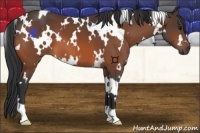 Horse Color:White Spotted Bay 