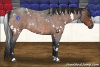 Horse Color:White Spotted Bay Roan Rabicano