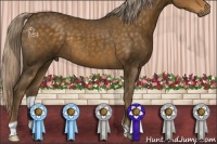 Horse Color:Chocolate Palomino 