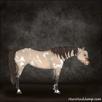 Horse Color:White Spotted Bay Dun Varnish 
