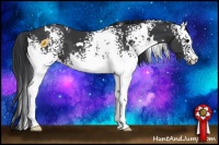 Horse Color:White Spotted Black