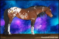 Horse Color:White Spotted Bay Appaloosa 