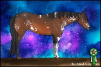 Horse Color:White Spotted Brown