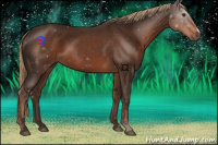 Horse Color:Liver Chestnut 