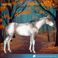 Horse Color:Gray White Spotted Bay Tobiano Rabicano