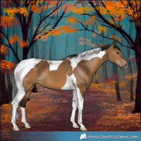 Horse Color:Gray Bay Dun Tobiano 