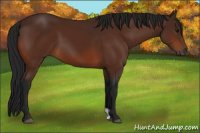 Horse Color:Gray Bay 