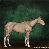 Horse Color:Classic Champagne 