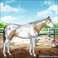 Horse Color:Bay Dun Splash Tobiano 
