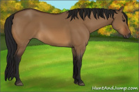 Horse Color:Gray Bay Dun