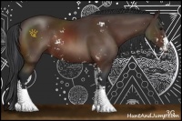 Horse Color:Bay Sabino Rabicano