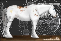 Horse Color:Bay Sabino Splash Rabicano 