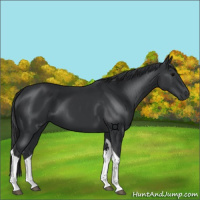 Horse Color:Black Tobiano 