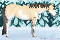 Horse Color:Buckskin Dun Splash 