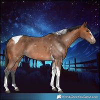 Horse Color:Bay Tobiano 