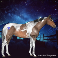 Horse Color:Bay Tobiano