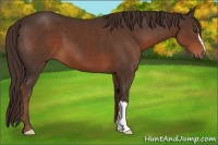 Horse Color:Liver Chestnut 