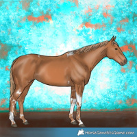 Horse Color:Chestnut Tobiano