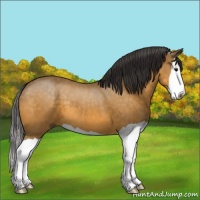 Horse Color:Buckskin Splash 
