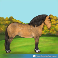 Horse Color:Buckskin 