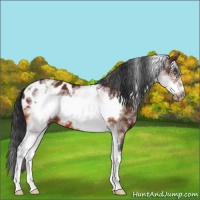 Horse Color:White Spotted Bay Sabino Frame Appaloosa 
