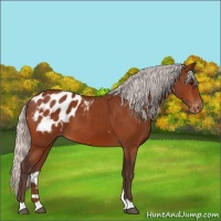Horse Color:Silver Bay Appaloosa 