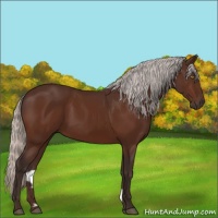 Horse Color:Silver Brown 