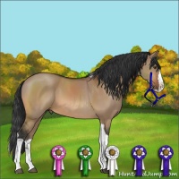 Horse Color:Bay Dun Splash Tobiano 