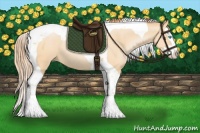 Horse Color:Buckskin Pearl Splash Tobiano