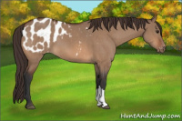 Horse Color:Bay Dun Appaloosa Brindle 