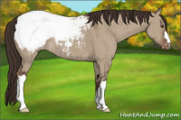 Horse Color:Liver Red Dun Appaloosa Brindle 