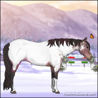 Horse Color:Bay Dun Appaloosa 