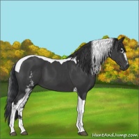 Horse Color:White Spotted Black Tobiano 