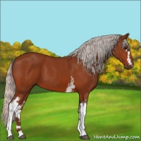 Horse Color:White Spotted Silver Bay 