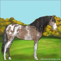 Horse Color:White Spotted Brown Dun Appaloosa 